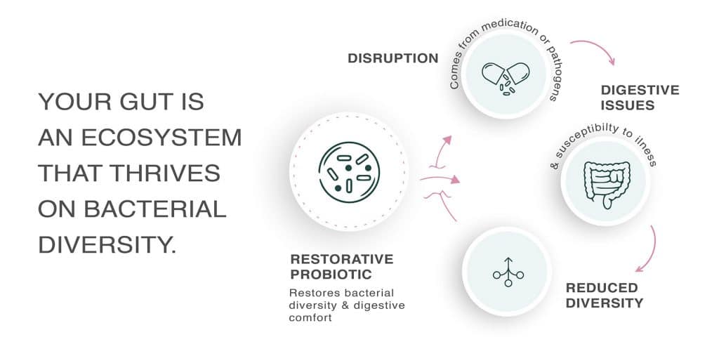 educational illustration antibiotic impact on gut health