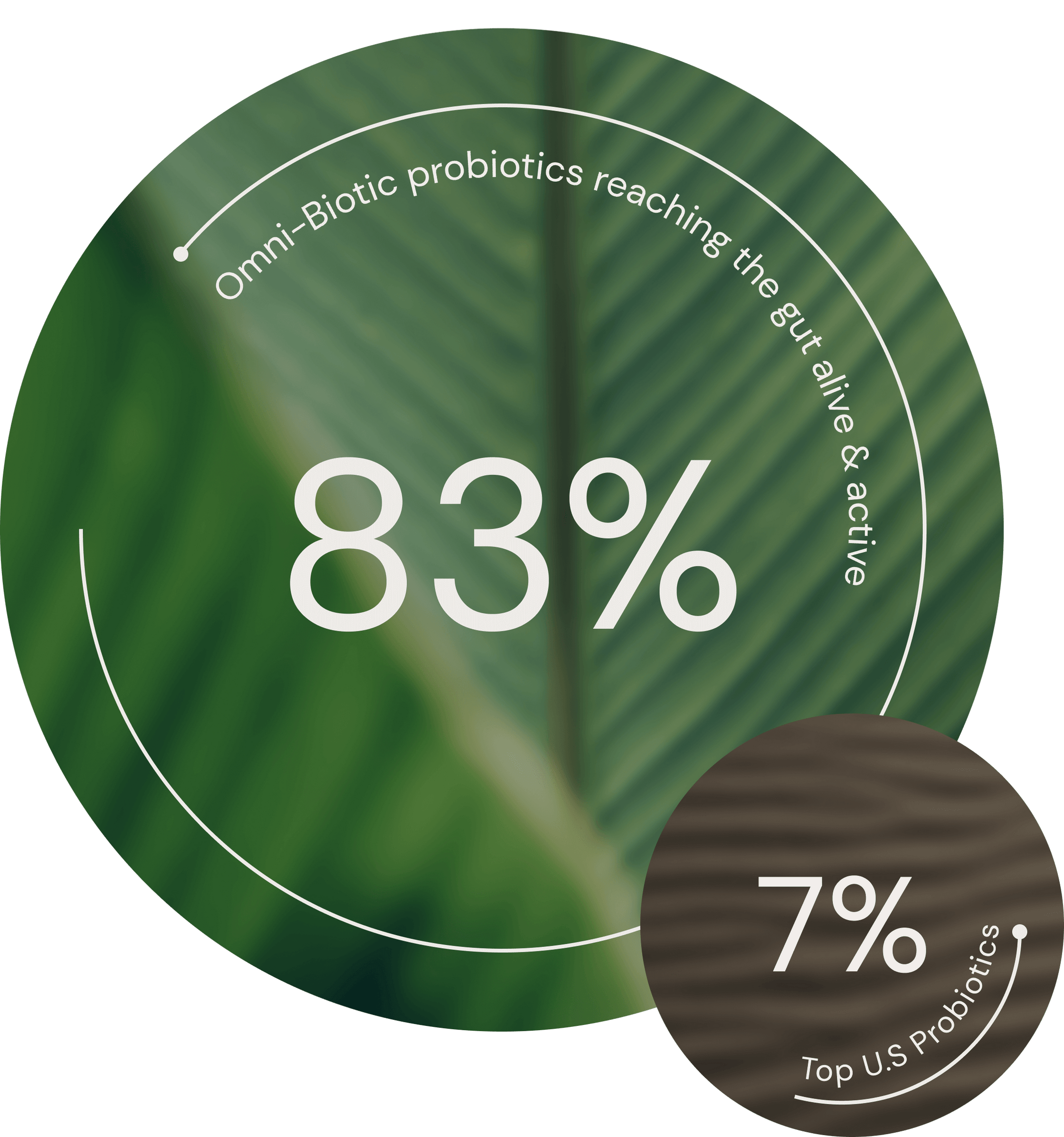 Infographic showing that Omni-Biotic probiotic supplements have an 83% rate of reaching the gut alive and active, compared to an average of 7% for other leading U.S. probiotics