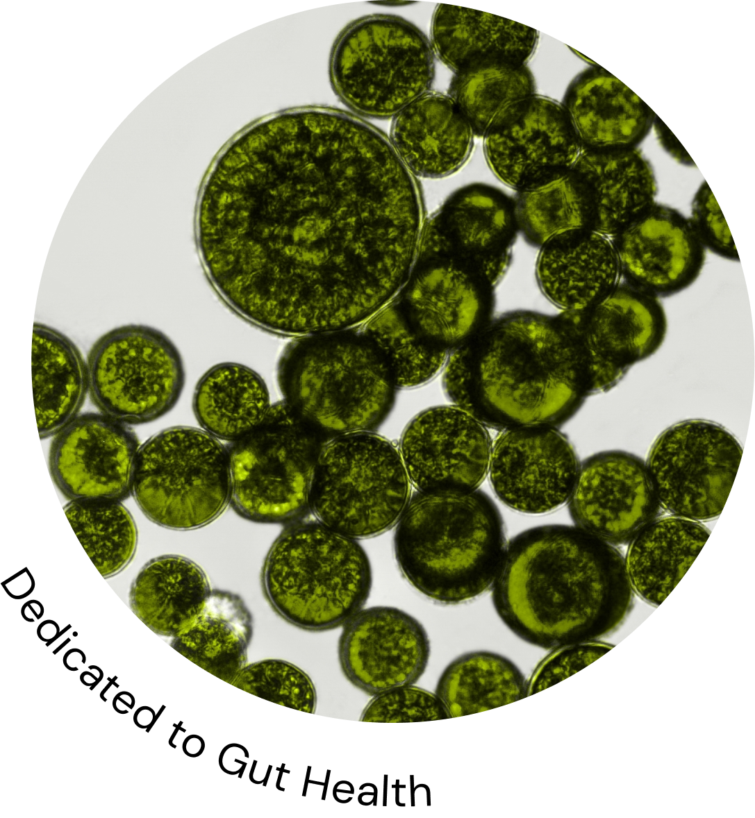 A microscopic view of green probiotic cultures, highlighting that Omni-Biotic is dedicated to gut health