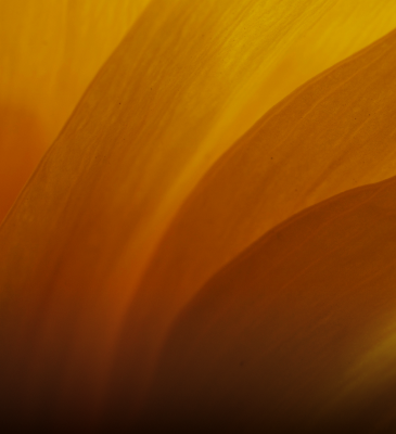 Close-up of vibrant orange petals, symbolizing the natural and vital benefits of Omni-Biotic probiotics on metabolic health and energy