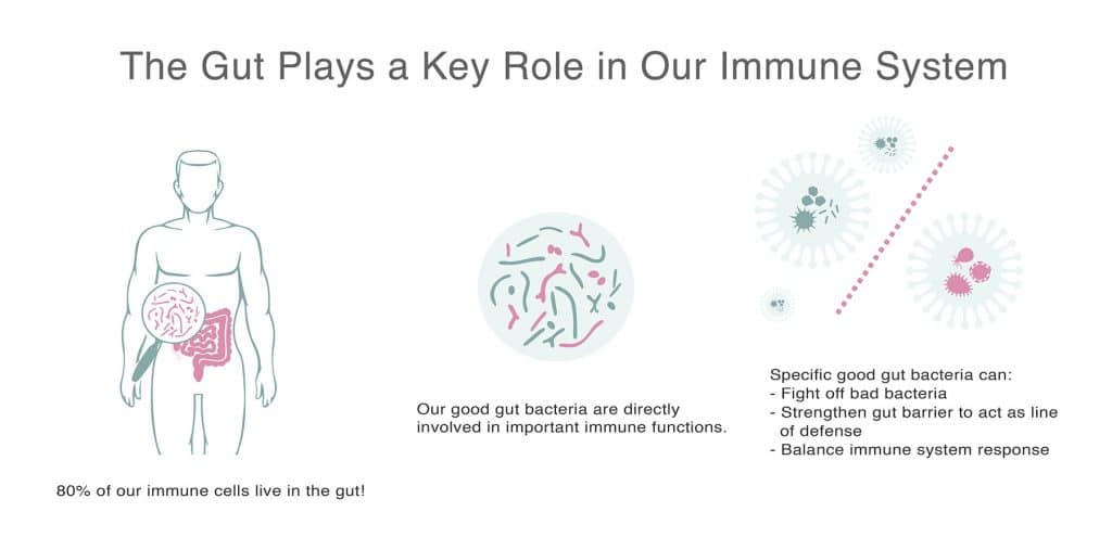 gut immunity illustration v2