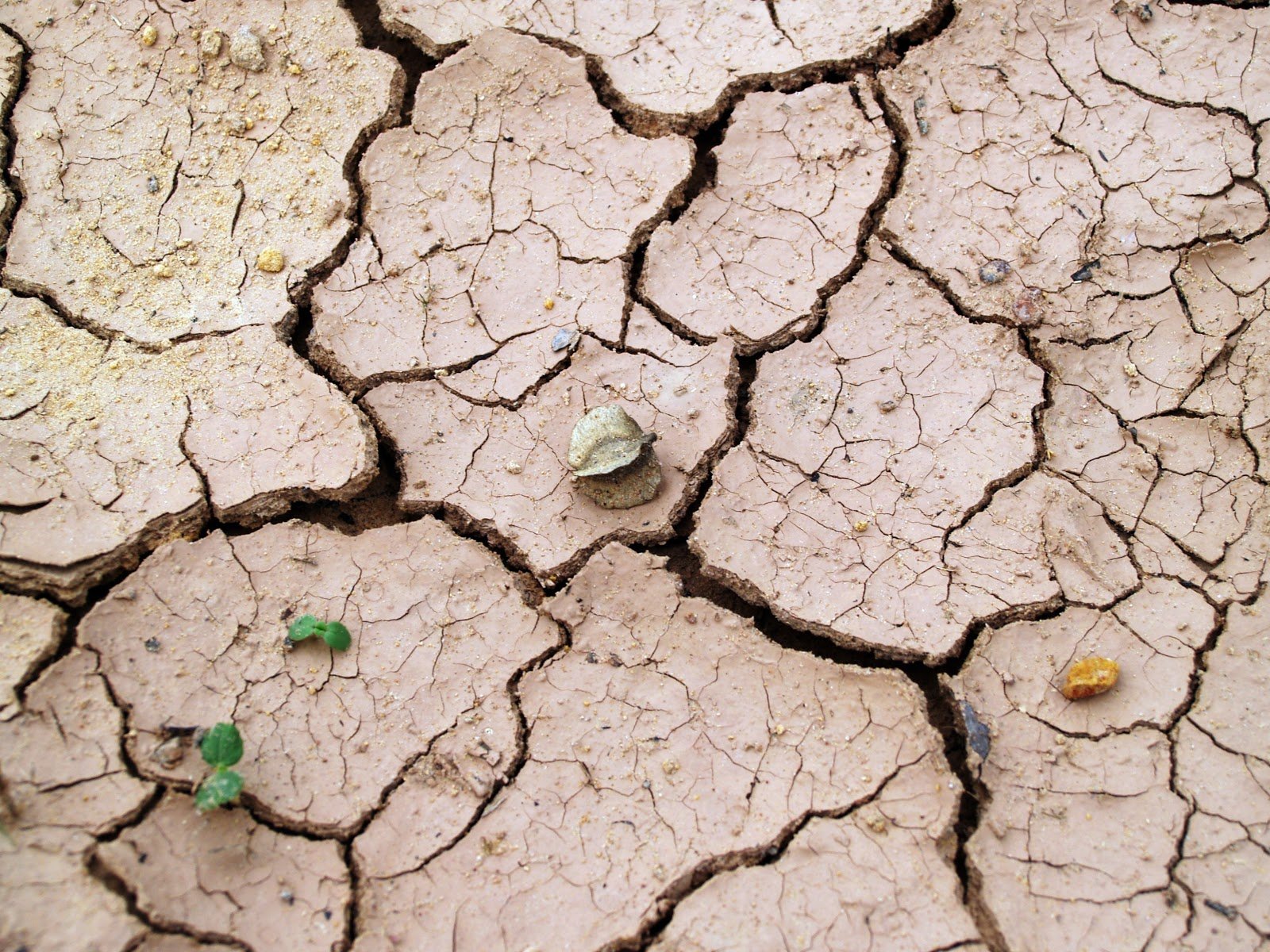 cracks-in-the-dry-earth-with-loose-leaves