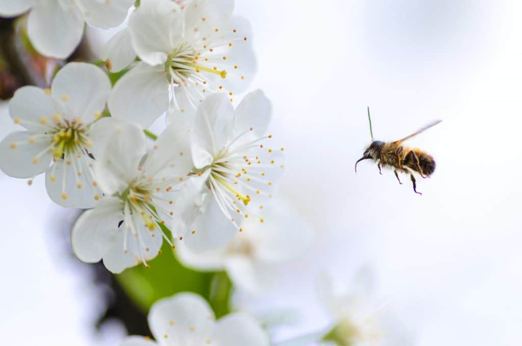 close-up-photo-of-bee-flying-next-to-white-flowers