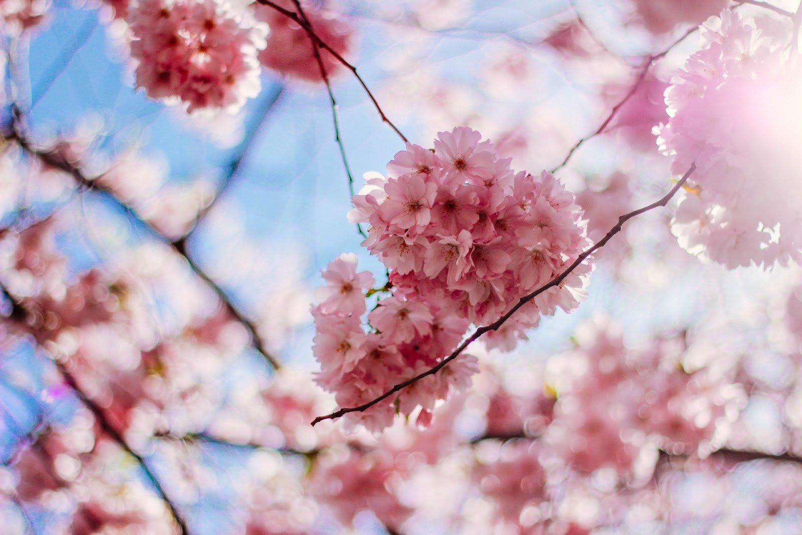 cherry-blossom-flowers