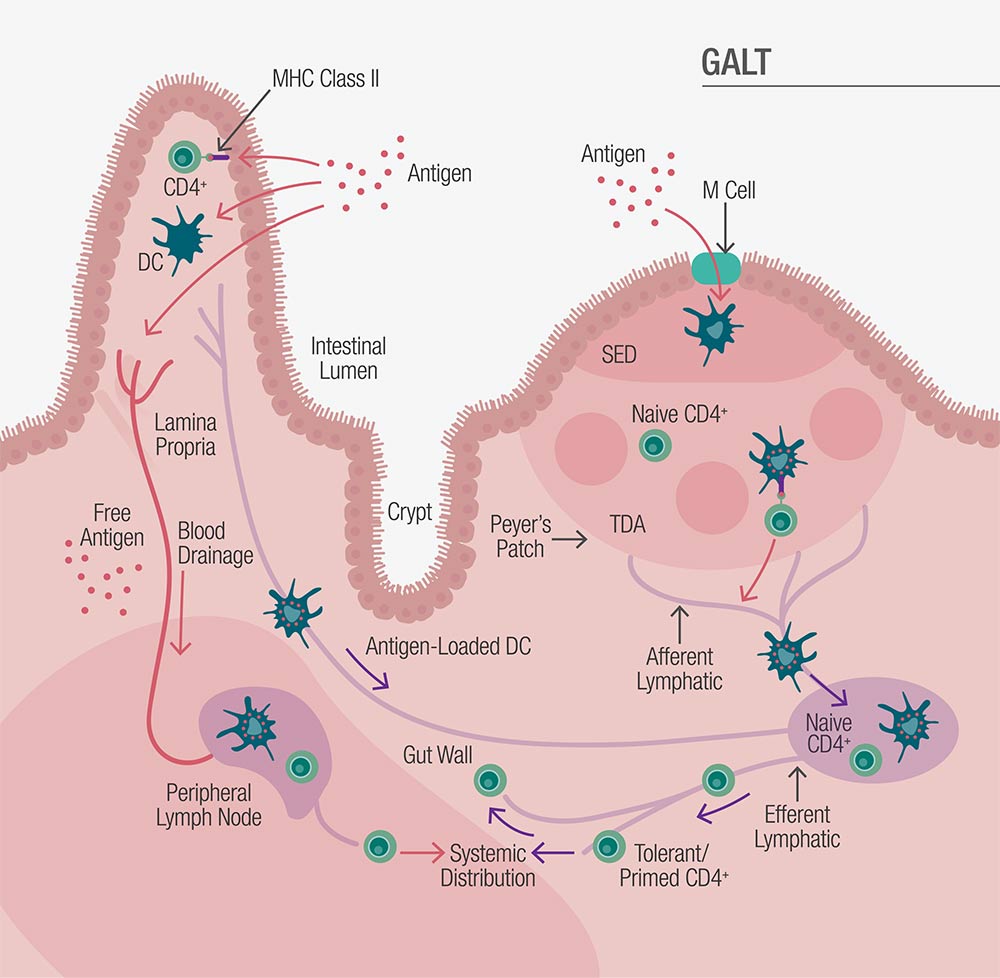 Illustration of the Gut-Associated Lymphoid Tissue (GALT) process and immune response in the intestinal lumen