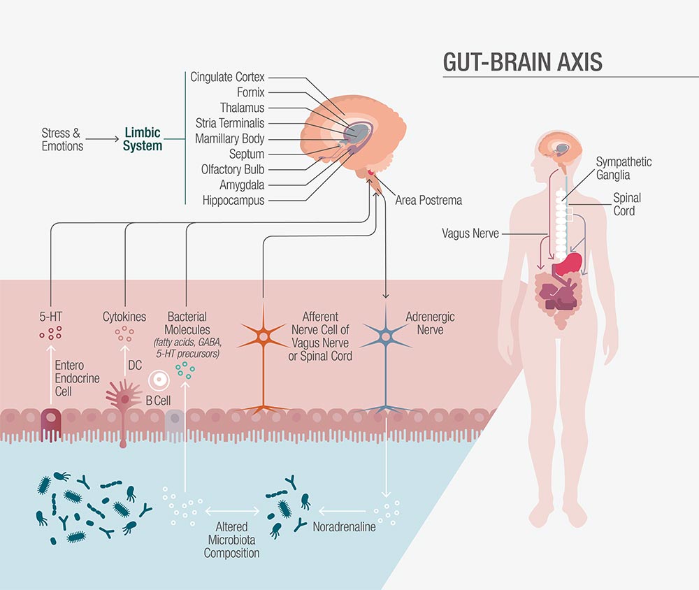 Diagram illustrating the gut-brain axis, showing connections between the gut microbiota, vagus nerve, and brain regions involved in stress and emotions