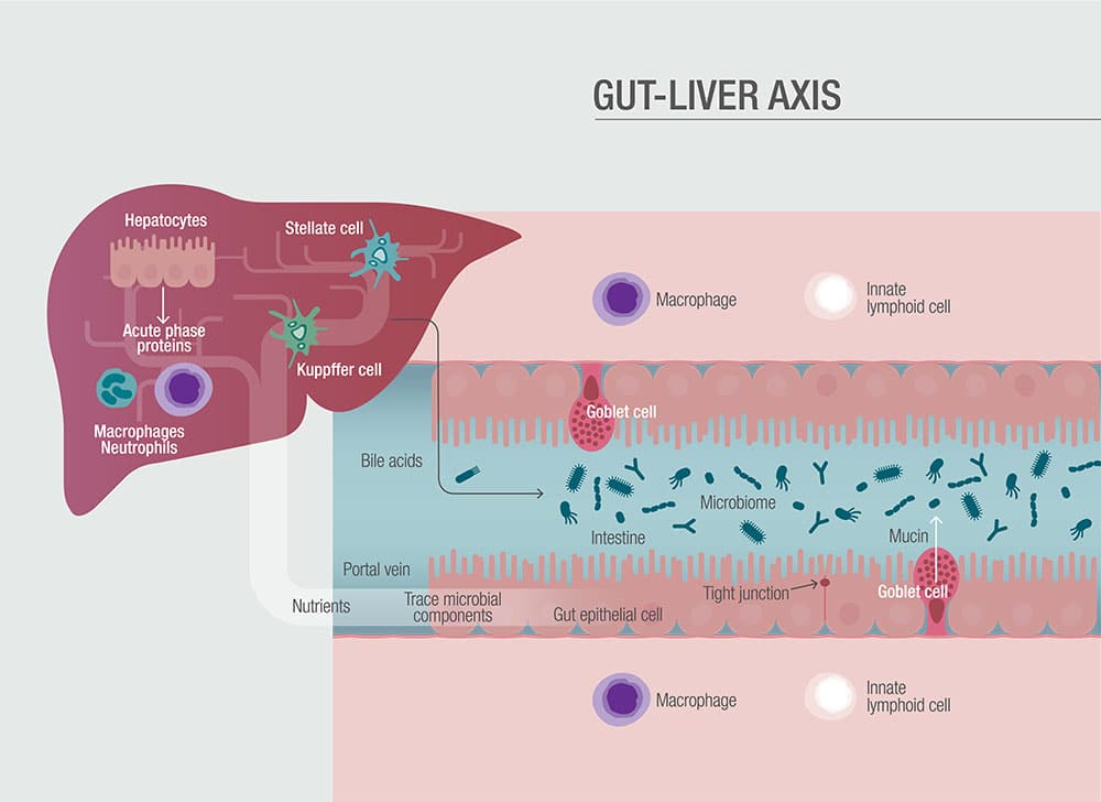 Illustration of the Gut-Liver Axis showing the interaction between the gut microbiome and liver cells