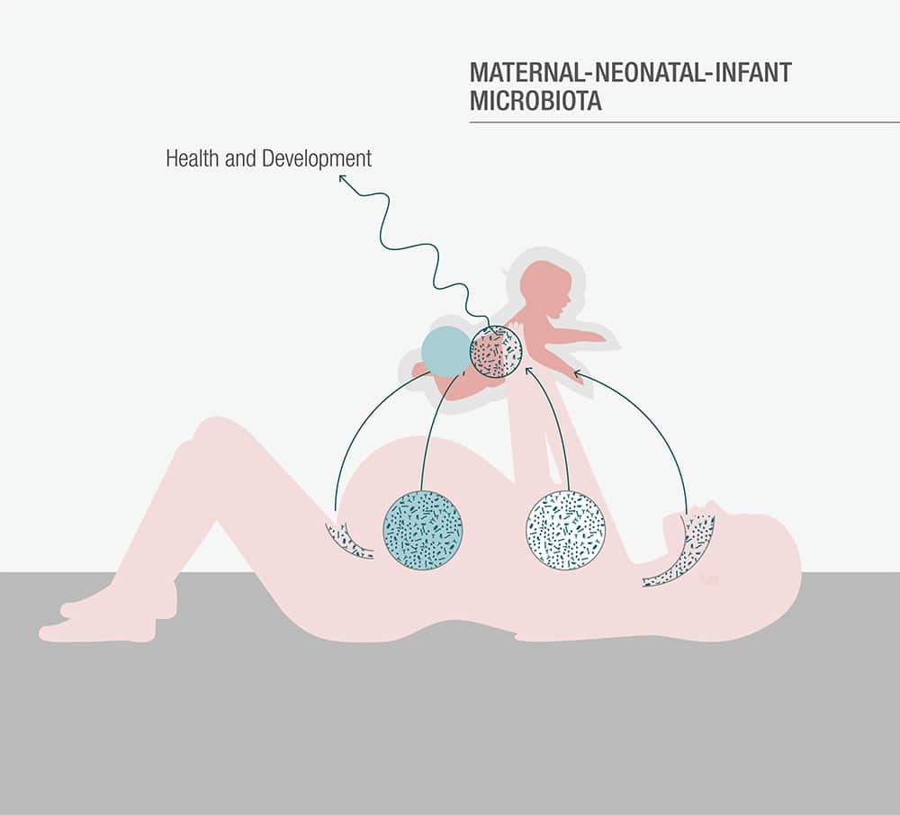 Illustration of the maternal-neonatal-infant microbiota highlighting health and development