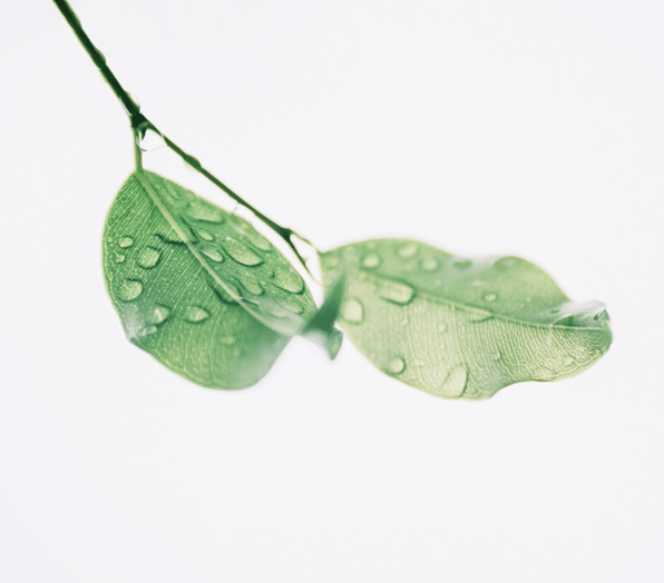 green-leaves-with-water-droplets